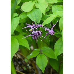 Epimedium grandiflorum - Purple Prince