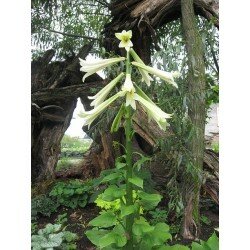 Cardiocrinum giganteum (kardiokrynum - lilia himalajska)