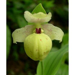 Cypripedium flavun ( obuwik żółty ) roślina roczna