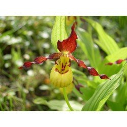 Cypripedium parviflorum ( obuwik drobnokwiatowy ) roślina dorosła