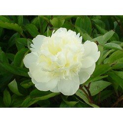Paeonia lactiflora - Carlie's White (piwonia chińska)