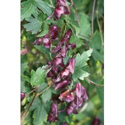 Aconitum hemsleyanum - Red Wine (tojad)