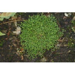 Selaginella borealis (widliczka)