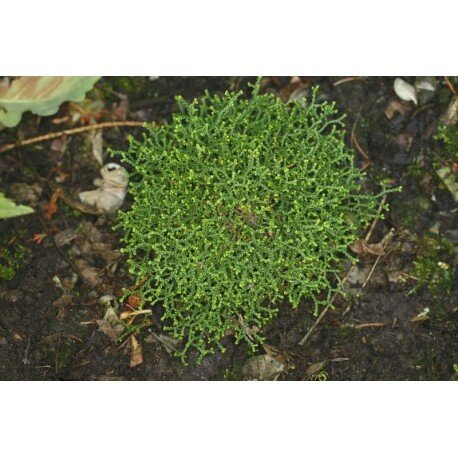 Selaginella kraussiana (widliczka krausa)