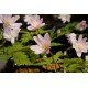 Anemone raddeana (zawilec)