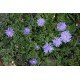 Anemone apennina - Petrovac (zawilec)